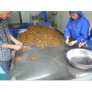 Las hierbas medicinales chinas al por mayor Coptis